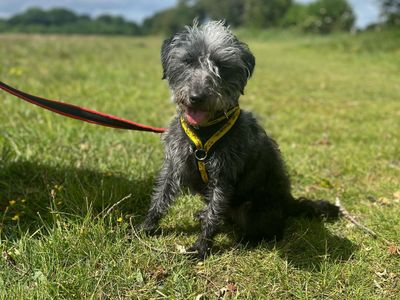 Bunny | Terrier (Bedlington) Cross | Shrewsbury (Shropshire) - 3
