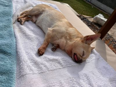 Benson | Chihuahua (Smooth Coat) | Kenilworth (West Midlands) - 5