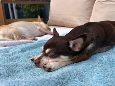 Benson | Chihuahua (Smooth Coat) | Kenilworth (West Midlands) - 3