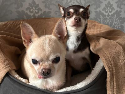 Coco | Chihuahua (Smooth Coat) | Kenilworth (West Midlands) - 3