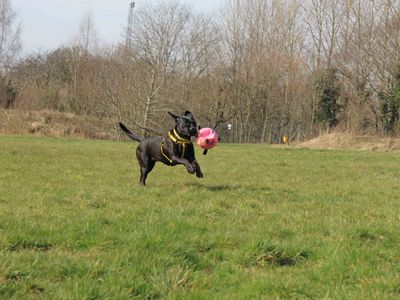 Pink | Retriever (Labrador) Cross | Glasgow - 5