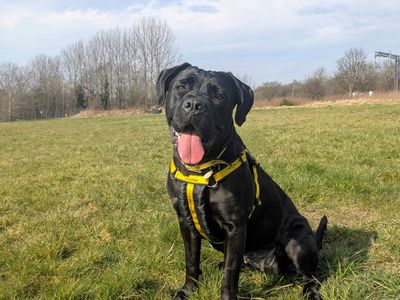 Pink | Retriever (Labrador) Cross | Glasgow - 3