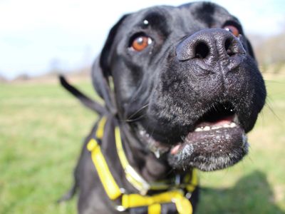 Pink | Retriever (Labrador) Cross | Glasgow - 3