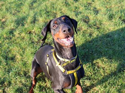 Moose | Dobermann | Glasgow - 3