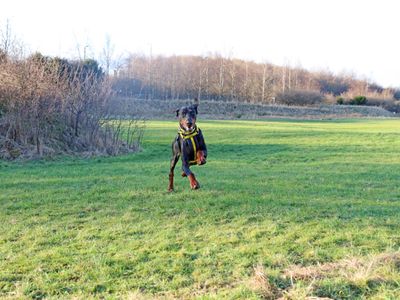 Moose | Dobermann | Glasgow - 5