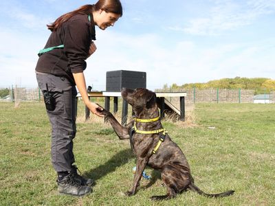 Flora | Crossbreed | Evesham (Worcestershire) - 3