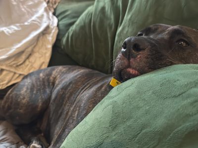 Flora | Crossbreed | Evesham (Worcestershire) - 5