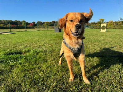 Steve | Retriever (Golden) | Salisbury (Wiltshire) - 5
