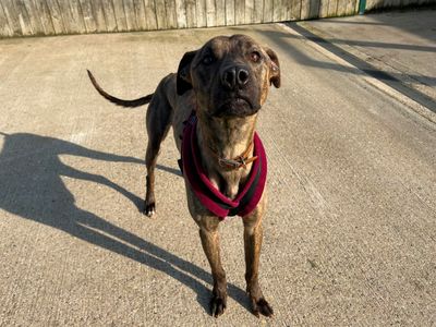 Cedric. | Lurcher | Loughborough - 3