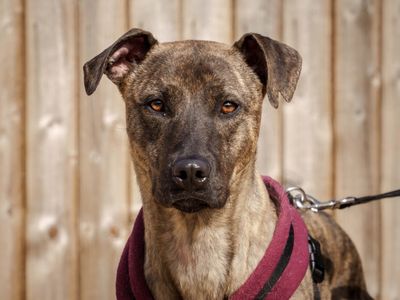 Cedric. | Lurcher | Loughborough - 5
