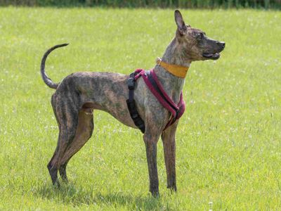 Cedric | Lurcher | Loughborough - 5
