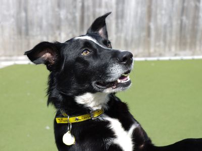 Blue | Collie (Welsh) | Evesham (Worcestershire) - 3
