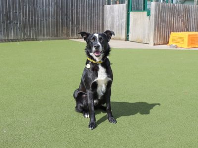 Blue | Collie (Welsh) | Evesham (Worcestershire) - 5