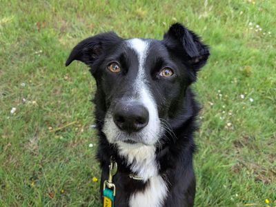 Blue | Collie (Welsh) | Evesham (Worcestershire) - 5