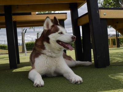 Sasha | Siberian Husky | Evesham (Worcestershire) - 5
