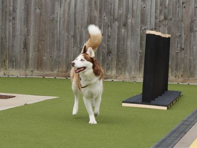 Sasha | Siberian Husky | Evesham (Worcestershire) - 3