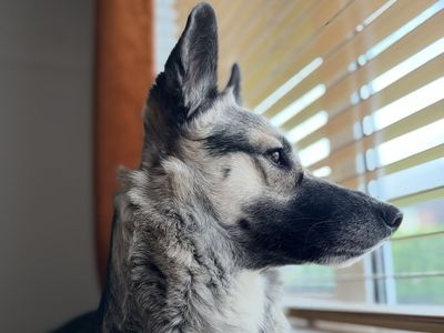 Luna | German Shepherd Dog Cross | Shrewsbury (Shropshire) - 2