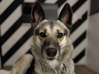 Luna | German Shepherd Dog Cross | Shrewsbury (Shropshire) - 3