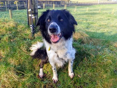 Harrison | Collie (Border) | Ballymena (Northern Ireland) - 1
