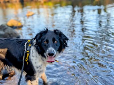 Harrison | Collie (Border) | Ballymena (Northern Ireland) - 3