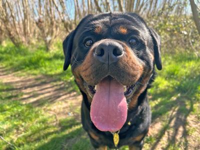 Hudson | Rottweiler | Basildon (Essex) - 1