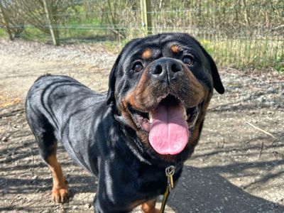 Hudson | Rottweiler | Basildon (Essex) - 3
