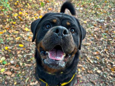 Hudson | Rottweiler | Basildon (Essex) - 5