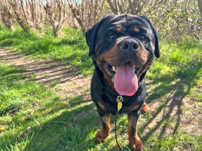 Hudson | Rottweiler | Basildon (Essex) - 3