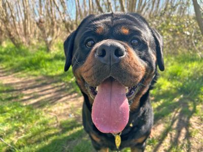 Hudson | Rottweiler | Basildon (Essex) - 3