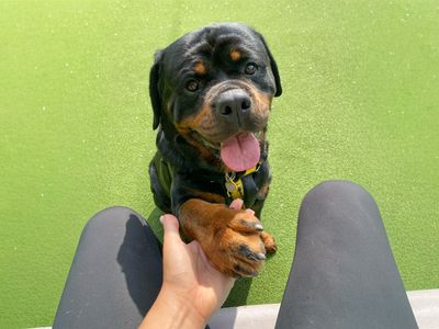 Hudson, a 4 years old male Rottweiler available for adoption from Dogs Trust in Essex