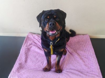 Hudson | Rottweiler | Basildon (Essex) - 3