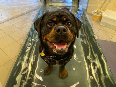 Hudson | Rottweiler | Basildon (Essex) - 5