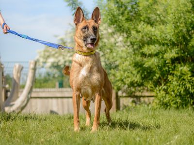 Xena | Belgian Shepherd Dog (Malinois) | Kenilworth (West Midlands) - 5