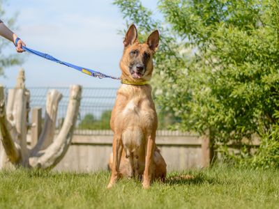 Xena | Belgian Shepherd Dog (Malinois) | Kenilworth (West Midlands) - 3