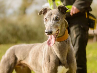 Perseus | Greyhound | Kenilworth (West Midlands) - 5