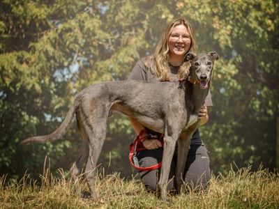 Perseus | Greyhound | Kenilworth (West Midlands) - 2