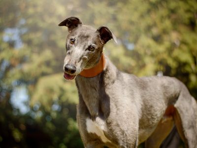 Perseus | Greyhound | Kenilworth (West Midlands) - 3