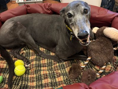 Perseus | Greyhound | Kenilworth (West Midlands) - 3