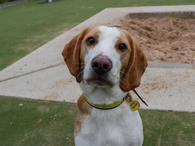 Rory | Beagle | Evesham (Worcestershire) - 5
