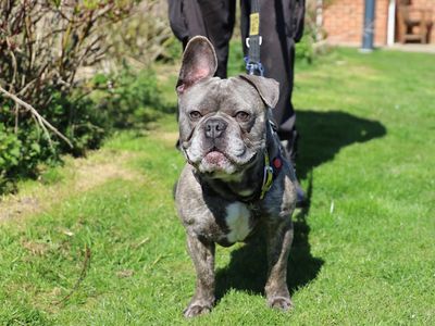 Ronnie | French Bulldog | Leeds - 3