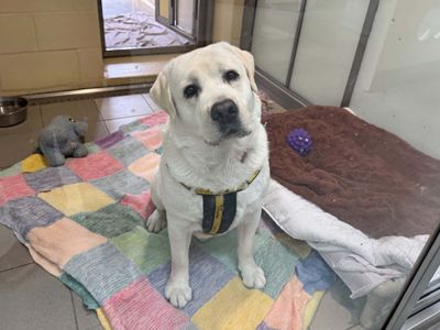 Alvin | Retriever (Labrador) | Basildon (Essex) - 3