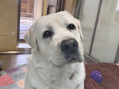 Alvin | Retriever (Labrador) | Basildon (Essex) - 5