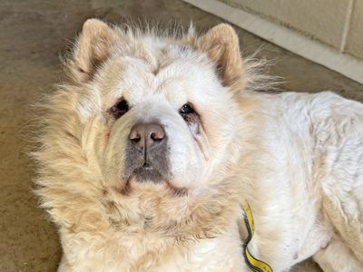 Blondie | Chow Chow | Basildon (Essex) - 5