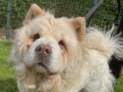 Blondie | Chow Chow | Basildon (Essex) - 3