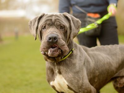 Titan | Italian Corso Dog | Kenilworth (West Midlands) - 3