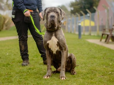 Titan | Italian Corso Dog | Kenilworth (West Midlands) - 1