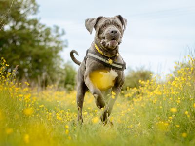 Theo | Italian Corso Dog | Kenilworth (West Midlands) - 5