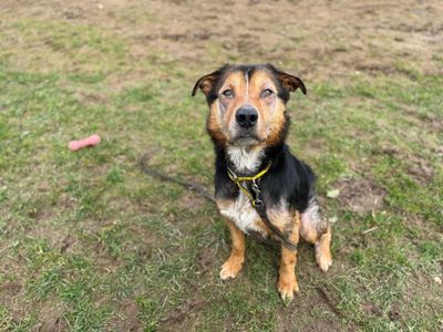 Maui | Huntaway (New Zealand Hunting Dog) | Bridgend (Wales) - 3