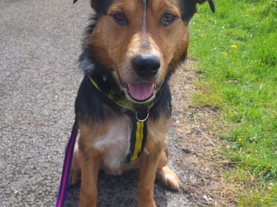 Maui | Huntaway (New Zealand Hunting Dog) | Bridgend (Wales) - 2