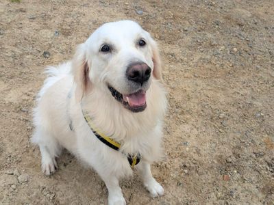 Buddy | Retriever (Golden) | Harefield West London - 2